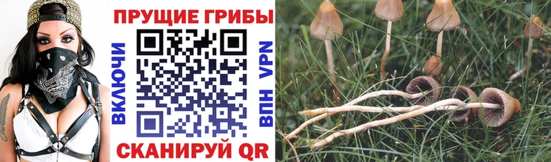 Галлюциногенные грибы Psilocybine cubensis  Купить  Нижнекамск 